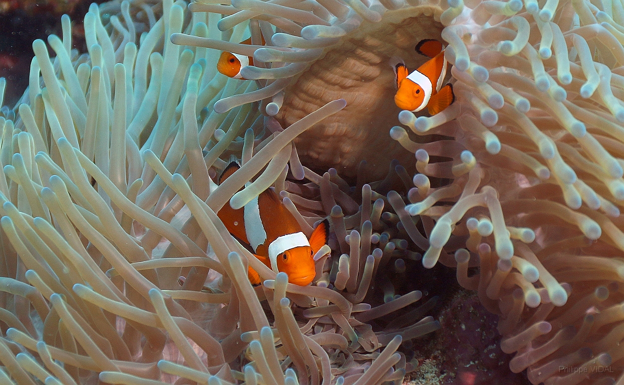 Sipadan_2015_Poisson Clown a trois bandes_Amphiprion ocellaris_IMG_2269_rc.jpg